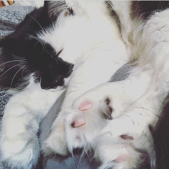 🎶🖤 SHANNA’s CLOSET 🖤🎶 - Picture 3 of 3